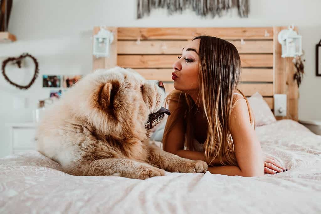 chow chow dog licking girl's face. Lying in bed relaxed and carefree. Sharing happiness and love. Lifestyle
