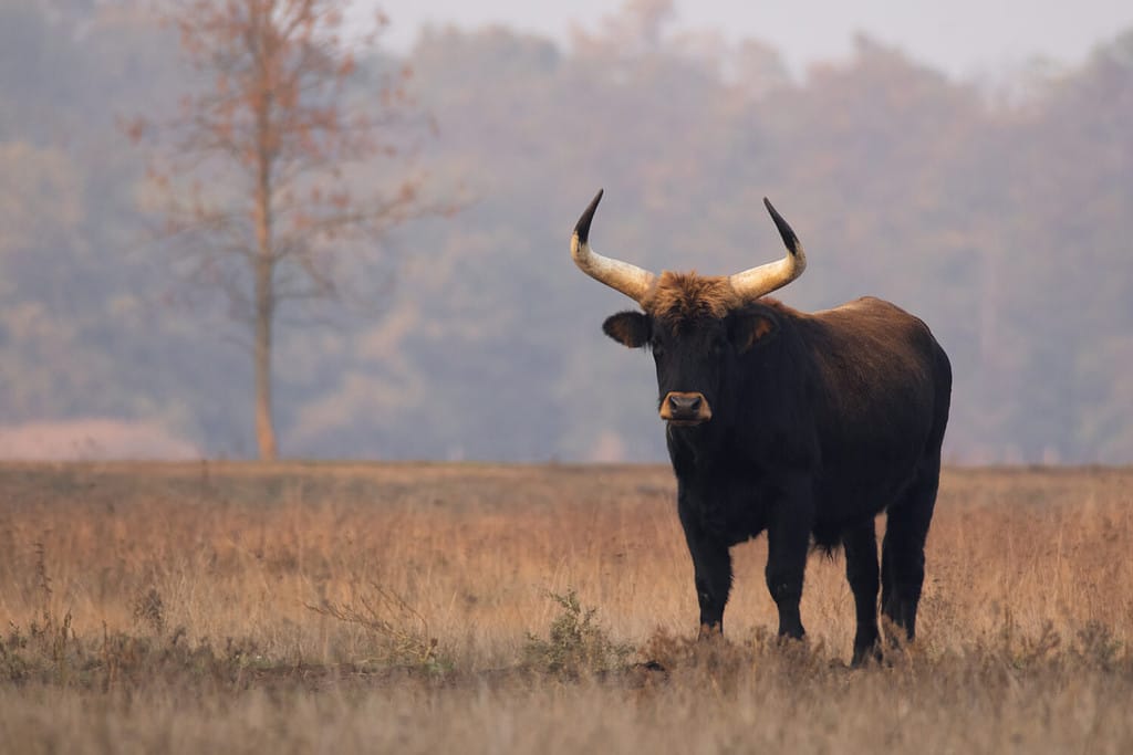 Heck cattle (Bos primigenius f. taurus), bull in a pasture in the late evening, Attempt to breed back the extinct aurochs (Bos primigenius), Hortobágy National Park, Hungary