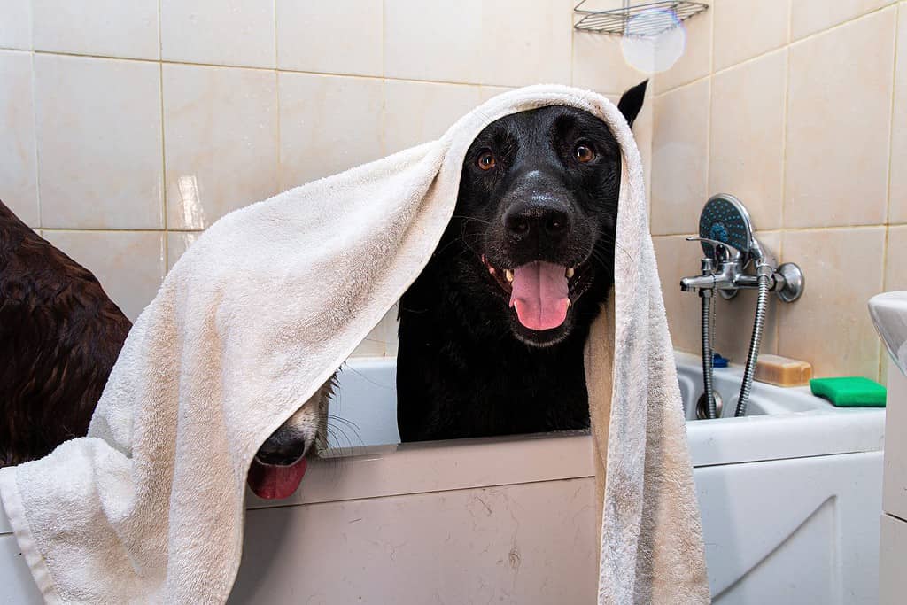 Obedient adult black and brown Shepherd dogs with mouths open and sticking out tongues hiding under towel while waiting finish of hygiene procedure in bathtub after walk