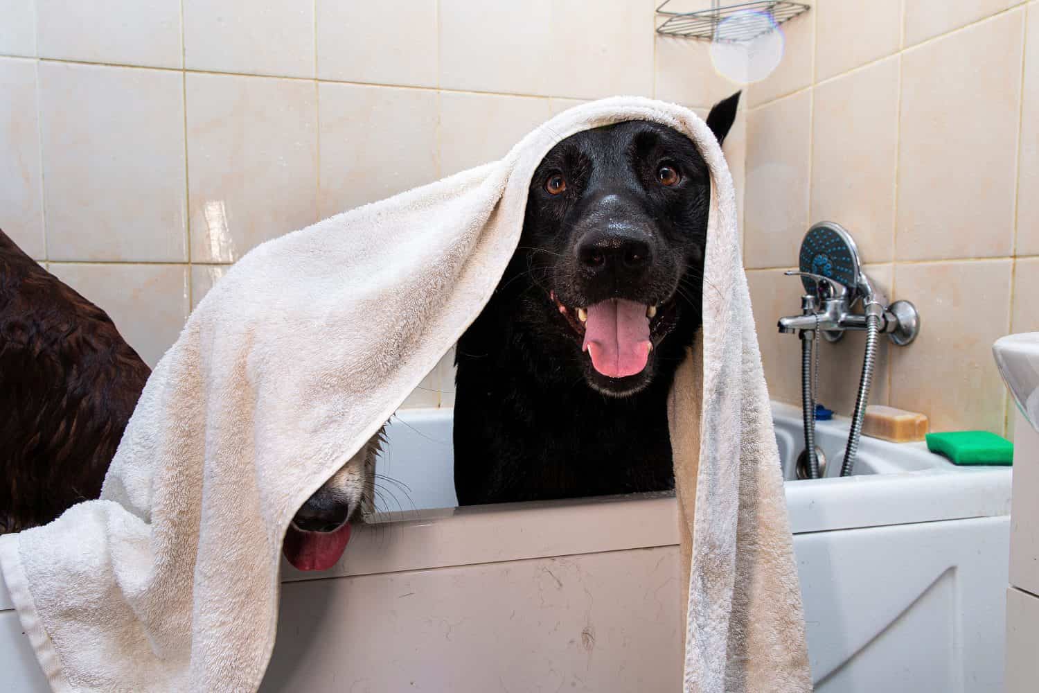 Obedient adult black and brown Shepherd dogs with mouths open and sticking out tongues hiding under towel while waiting finish of hygiene procedure in bathtub after walk