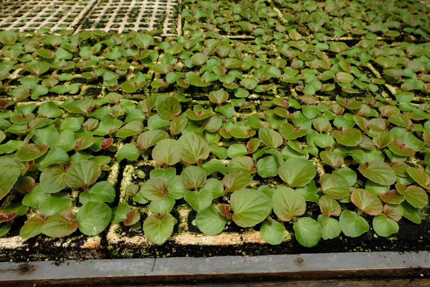 Begonia propagation in Royal project,Chiangrai,Thailand