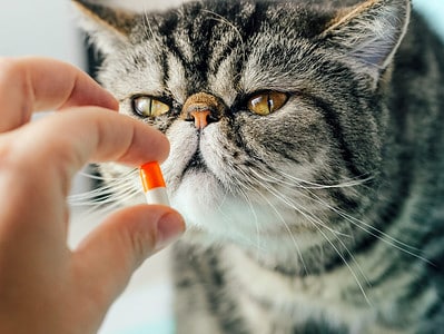 A Prednisolone Dosage Chart for Cats: Risks, Side Effects, Dosage, and More