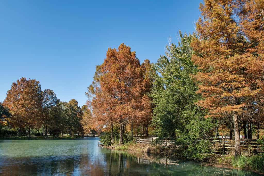 Beautiful Fall Colors of Bald Cypress Trees Around Small Lake in Lafayette Louisiana Cajun Country