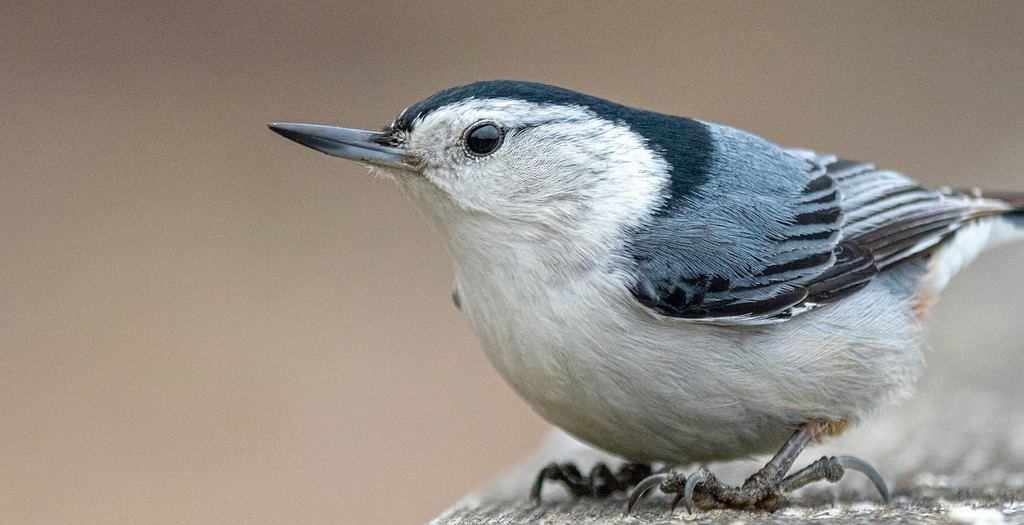 Close-up of a White-breasted Nuthatch