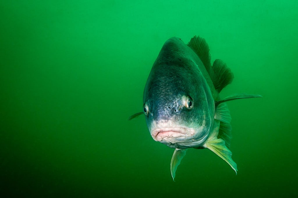 Freshwater Drum swimming over a shipwreck in the St. Lawrence River