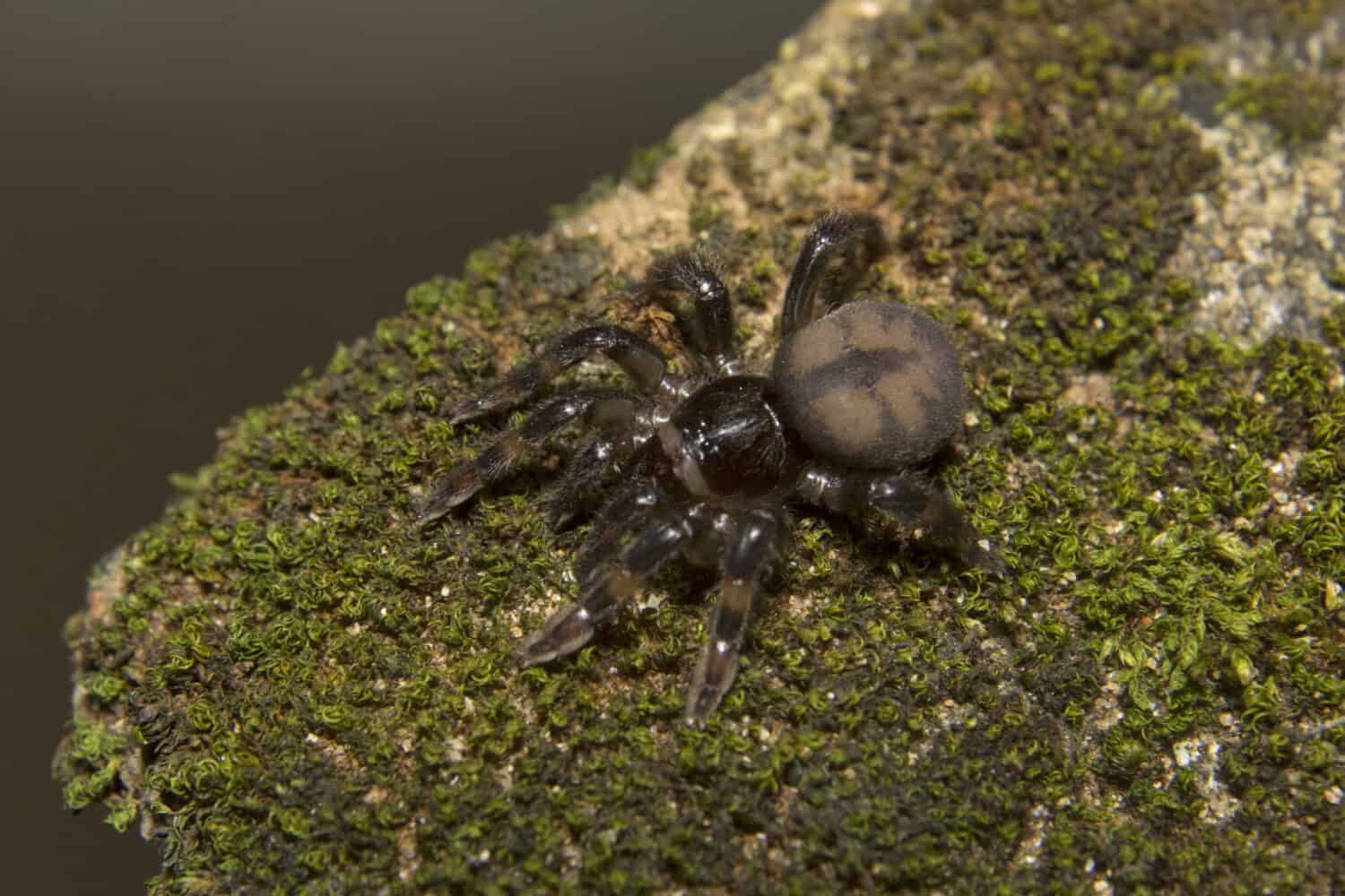 Sason sp, Barychelidae, Thenmala, Kerala. Mygalomorph bark-dwelling trapdoor spiders. 
