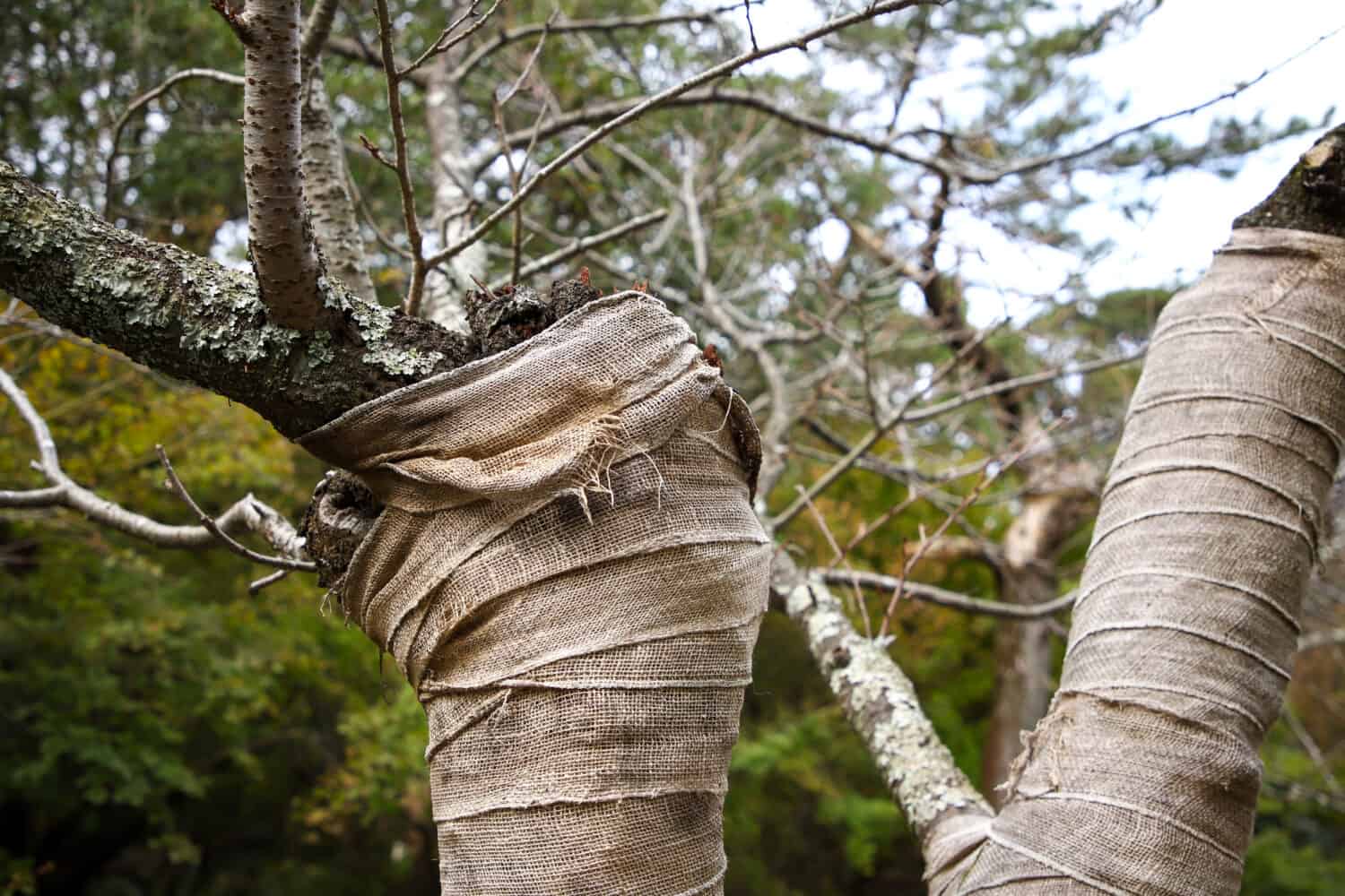 The trunk of a tree wrapped in sackcloth In order to treat the bark