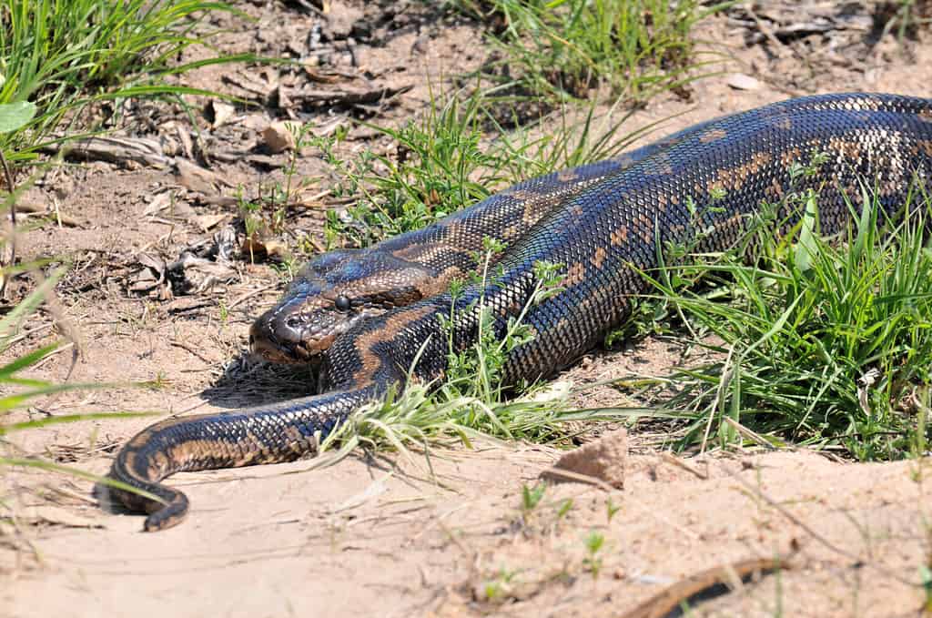 african rock python in kruger national park
