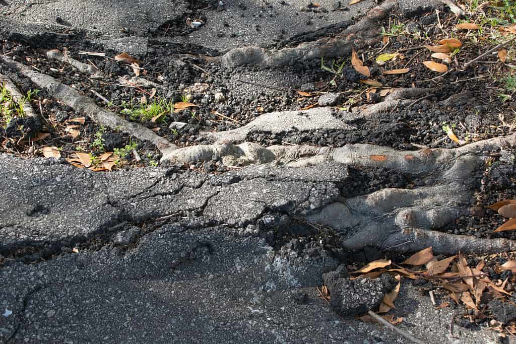 Roots from oak trees rip up roads and sidewalks over time.
