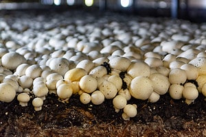 Discover the Pennsylvania Town Known as the `Mushroom Capital of the World` Picture