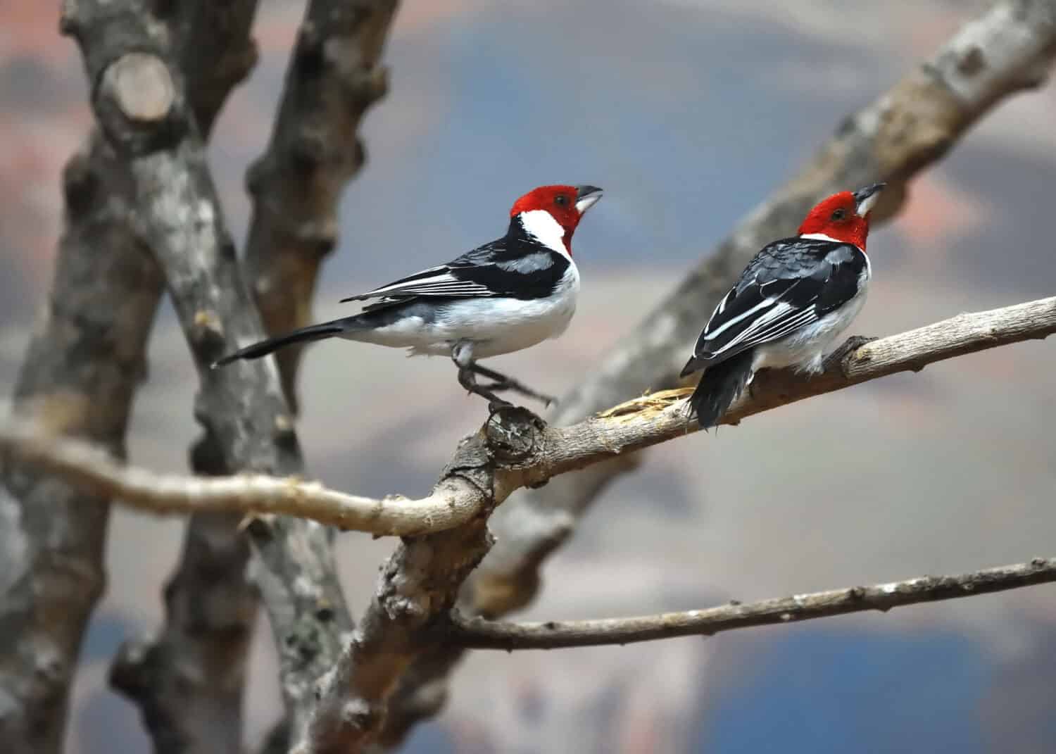 Pair of the Red-cowled cardinals (Paroaria dominicana) sitting on a branch.