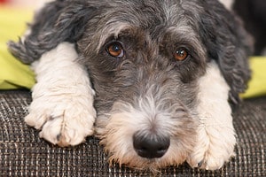 Aussiedoodle Temperament: Do They Make Good Family Dogs? Picture