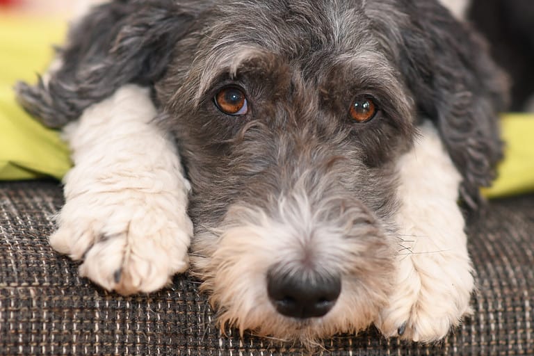 Portrait of a cute Aussiedoodle