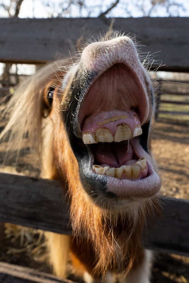Dwarf horses on the farm Funny horses
