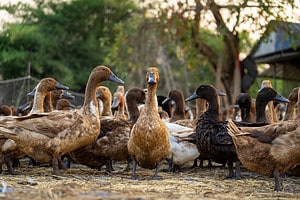 Discover the Little U.S. Town Known as the ‘Duck Capital of the World’ Picture