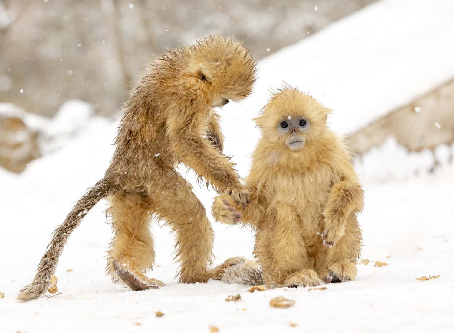 Golden Snub-nosed Monkey playing in the snow