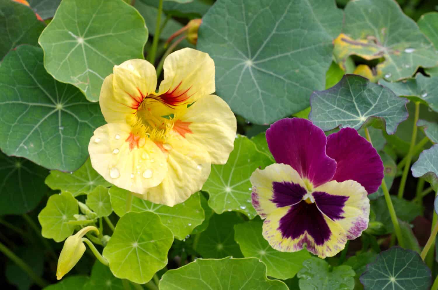 The flowers of nasturtium (lat. Tropaeolum) and three-colored violets (lat. Viola tricolor)