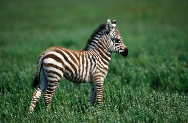 Can Zebras Be Domesticated? - A-Z Animals