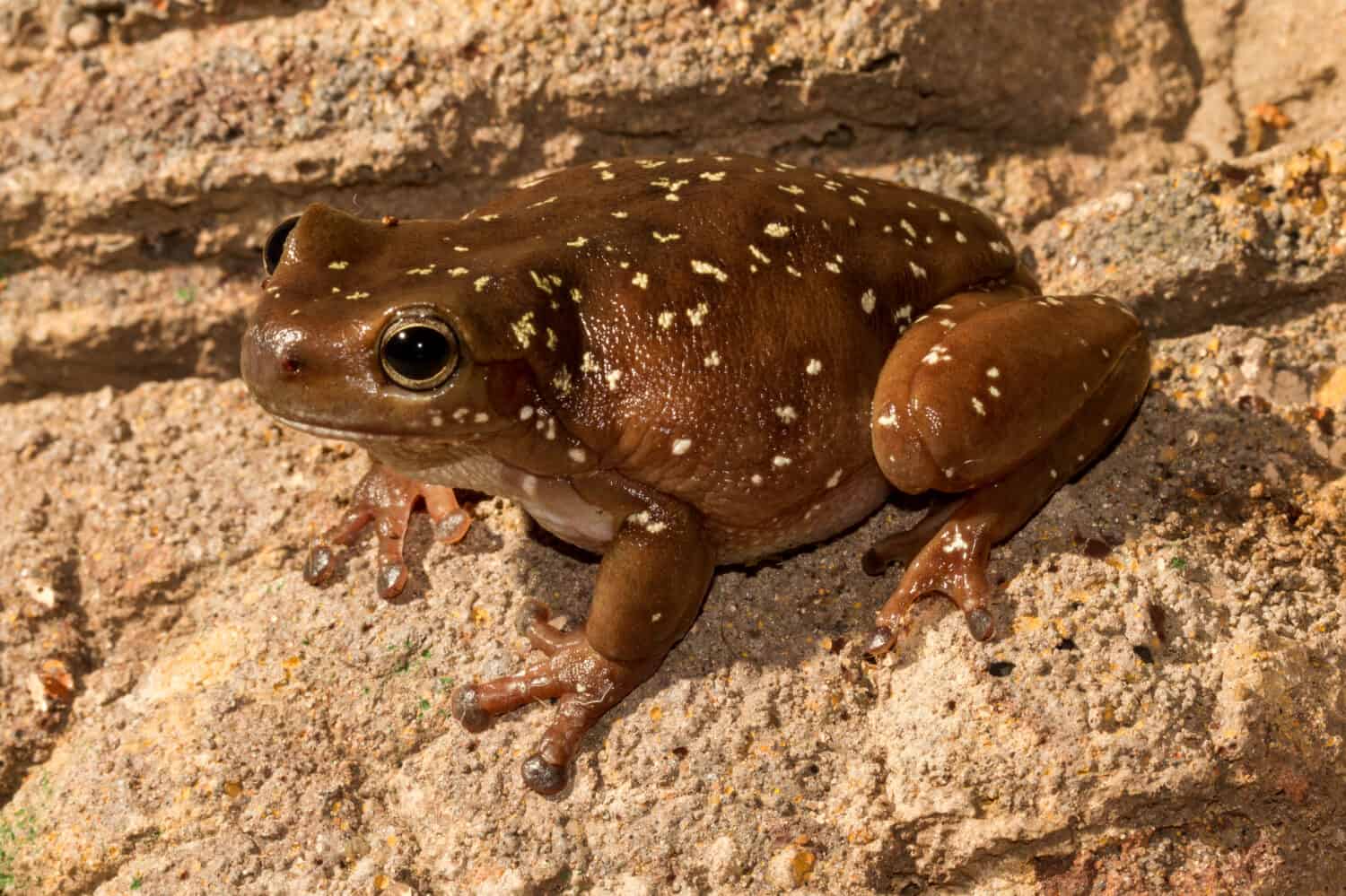 Centralian Tree Frog on rock