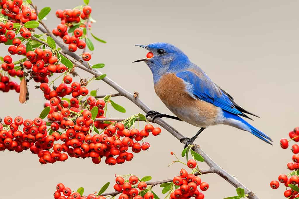 Wintering adult male Western Bluebird (Sialia mexicana) in Santa Barbara County, California, USA.