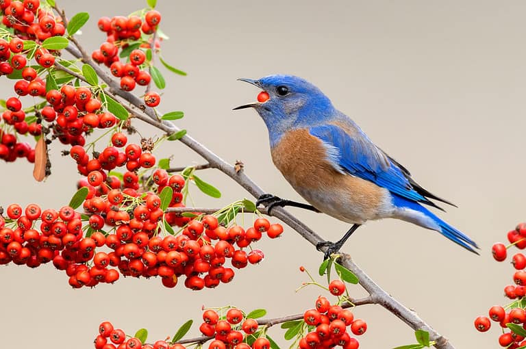 What Do Bluebirds Eat In Winter 6 Common Foods A Z Animals