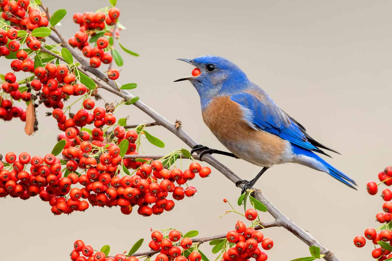 Wintering adult male Western Bluebird (Sialia mexicana) in Santa Barbara County, California, USA.