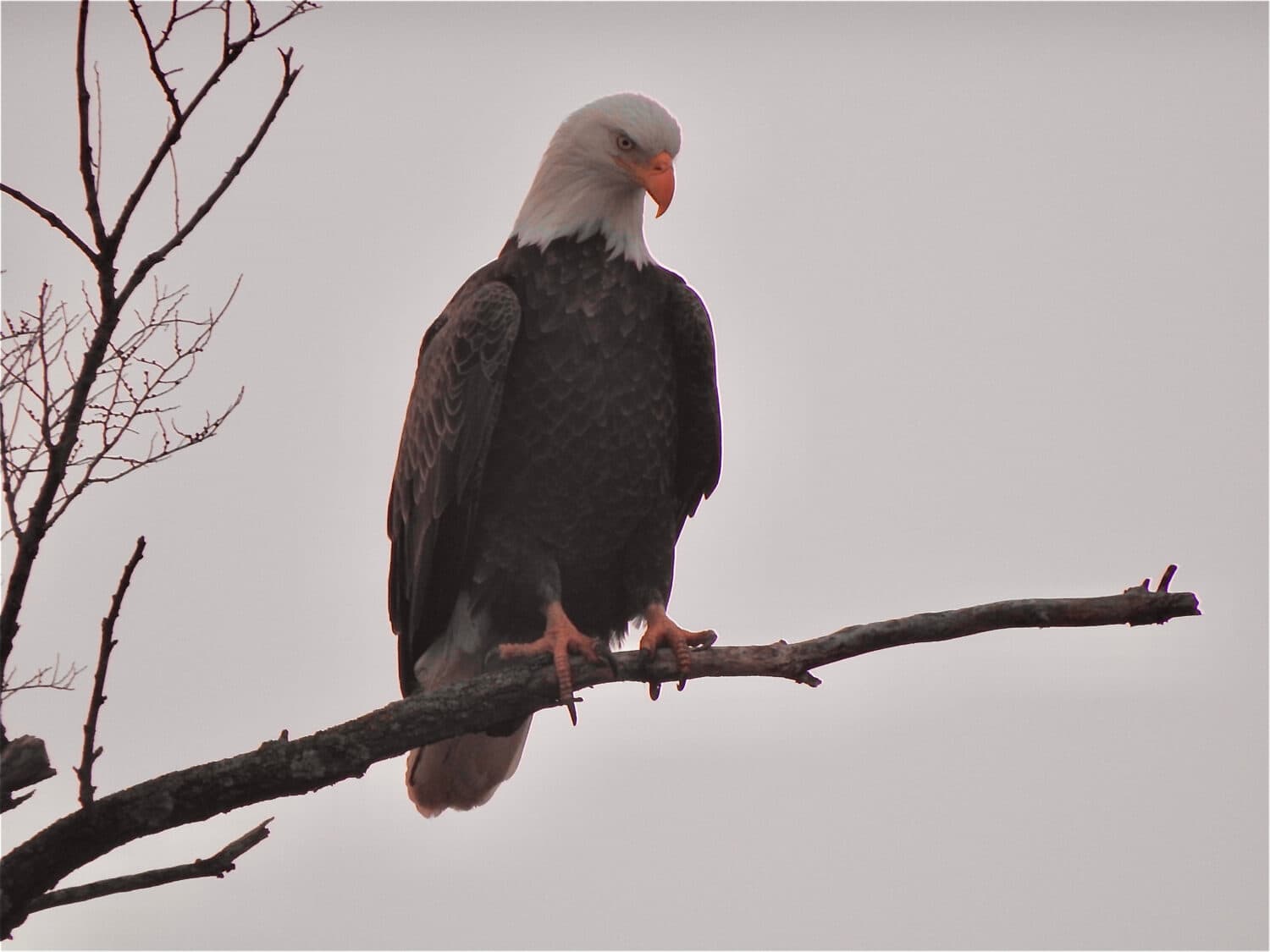 Bald eagle,  Mount Loretto unique area, Staten Island ny