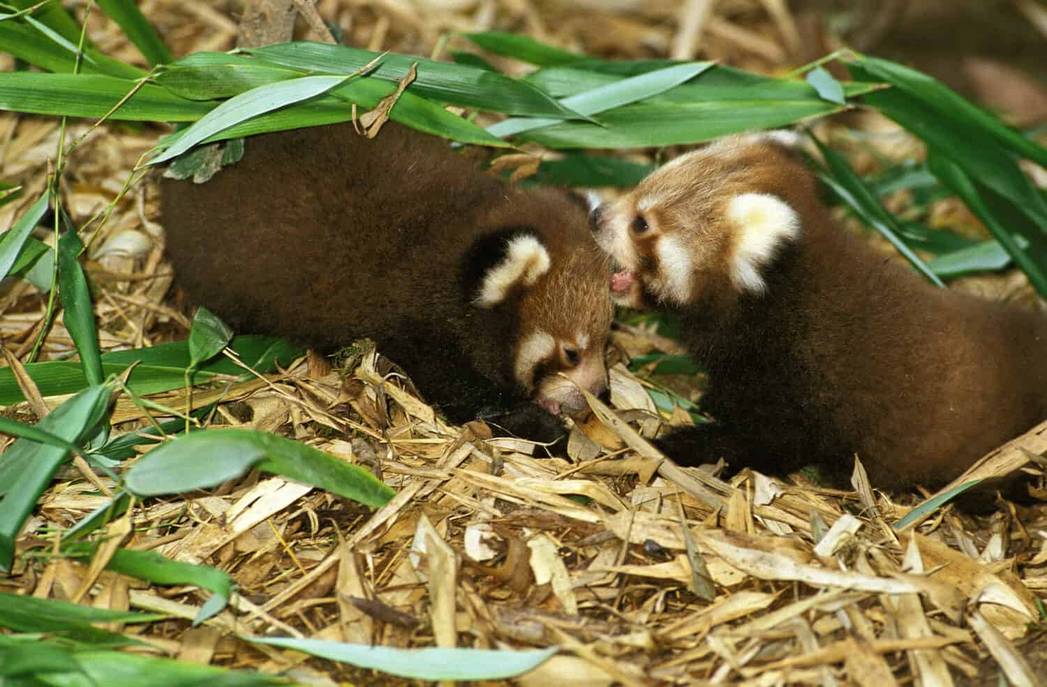 Red Panda, ailurus fulgens, Youngs standing on Bamboo Leaves 