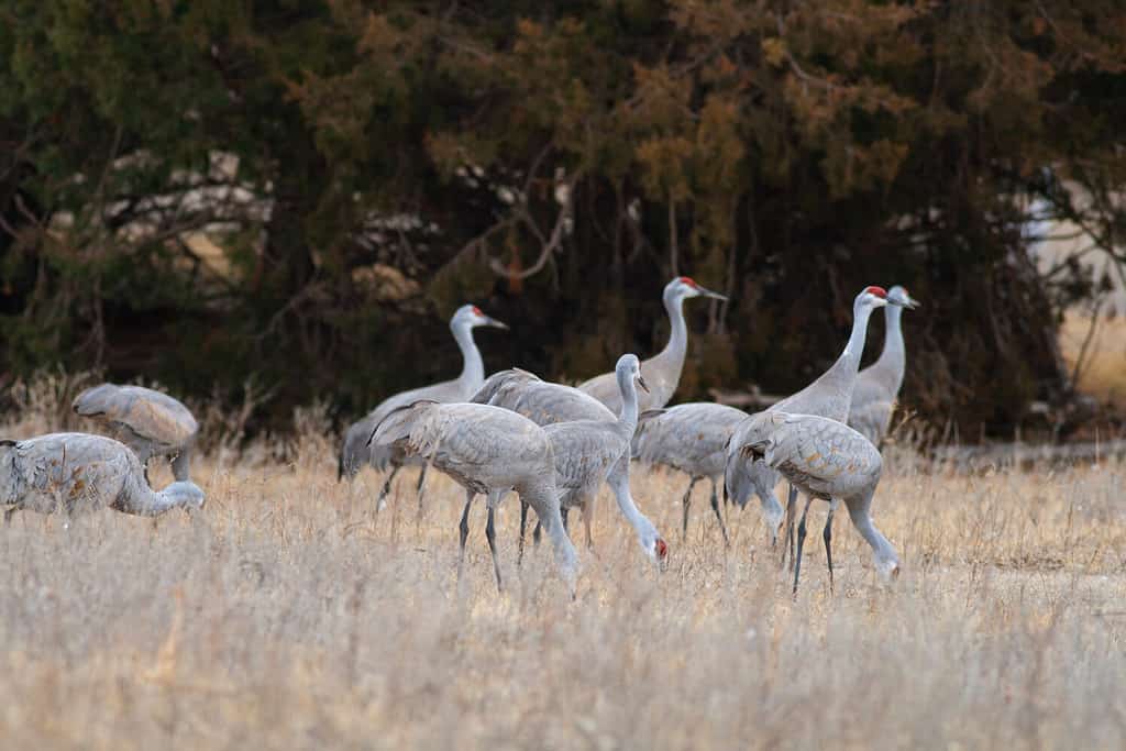 Sandhill Cranes gathering near the Platte River in central Nebraska during spring migration.