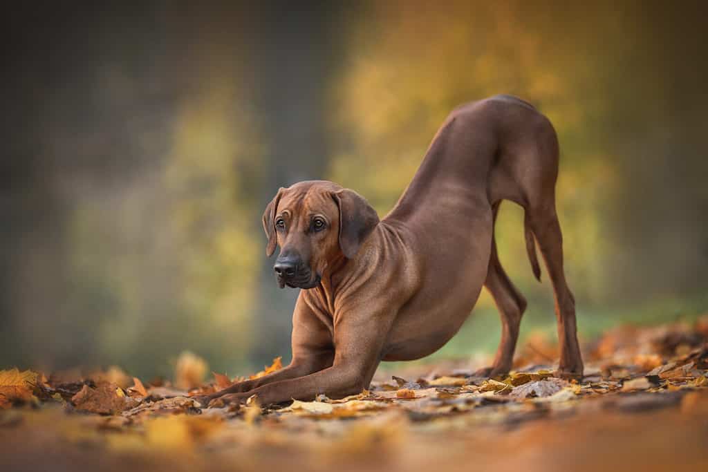 A male Rhodesian Ridgeback pressing its front paws to the ground against the background of a bright autumn landscape