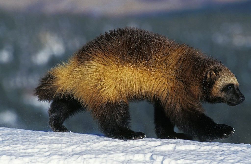 North American Wolverine, gulo gulo luscus, Adult standing on Snow, Canada