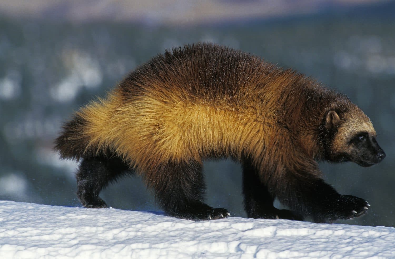 North American Wolverine, gulo gulo luscus, Adult standing on Snow, Canada  