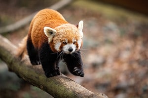 Are Red Pandas Endangered and How Many Are Left in the World? Picture