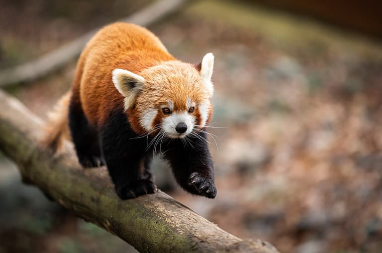 Red panda walking on the tree