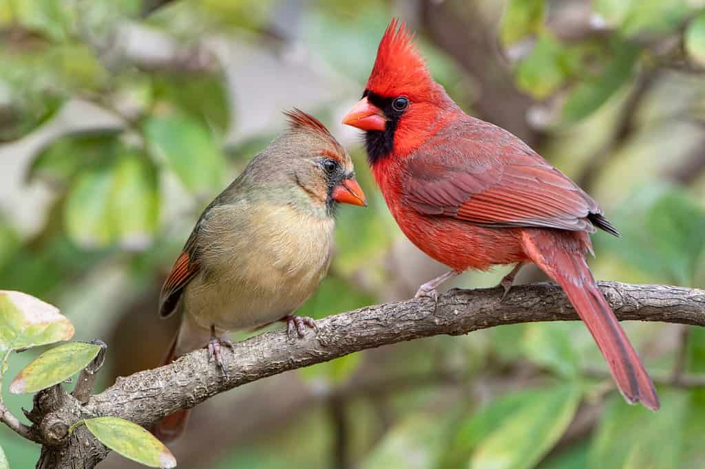 Vibrant Northern Cardinals Perched on Branch in Louisiana Winter