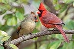 Northern Cardinal