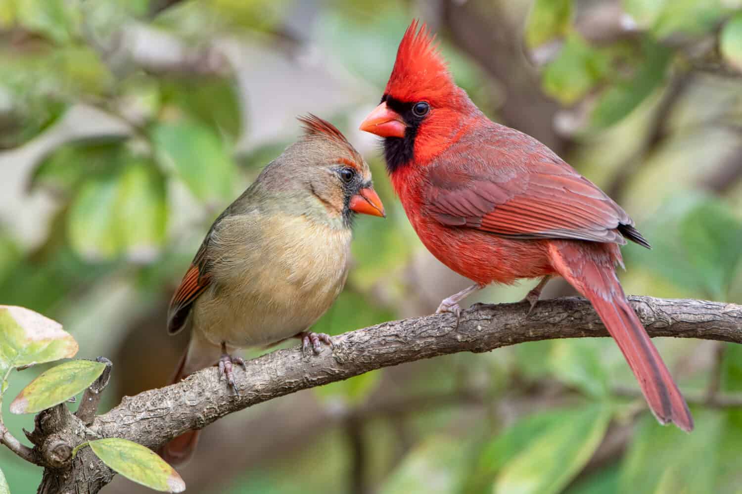 Vibrant Northern Cardinals Perched on Branch in Louisiana Winter