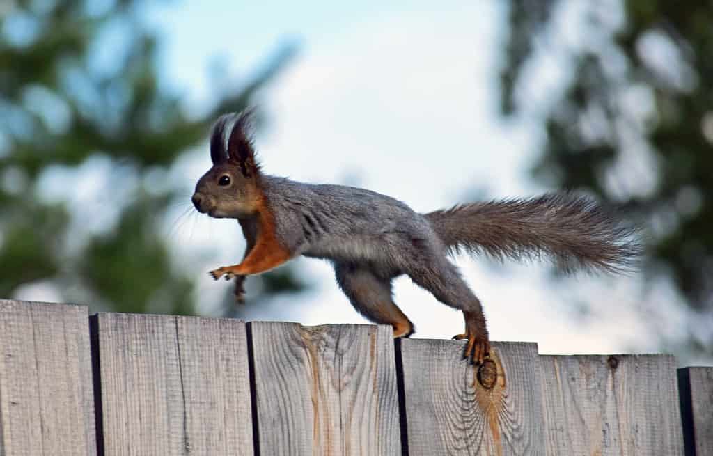 Squirrel runs, jumps by the fence.