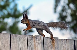 3 Reasons Squirrels Lose The Fluff in Their Tails Picture