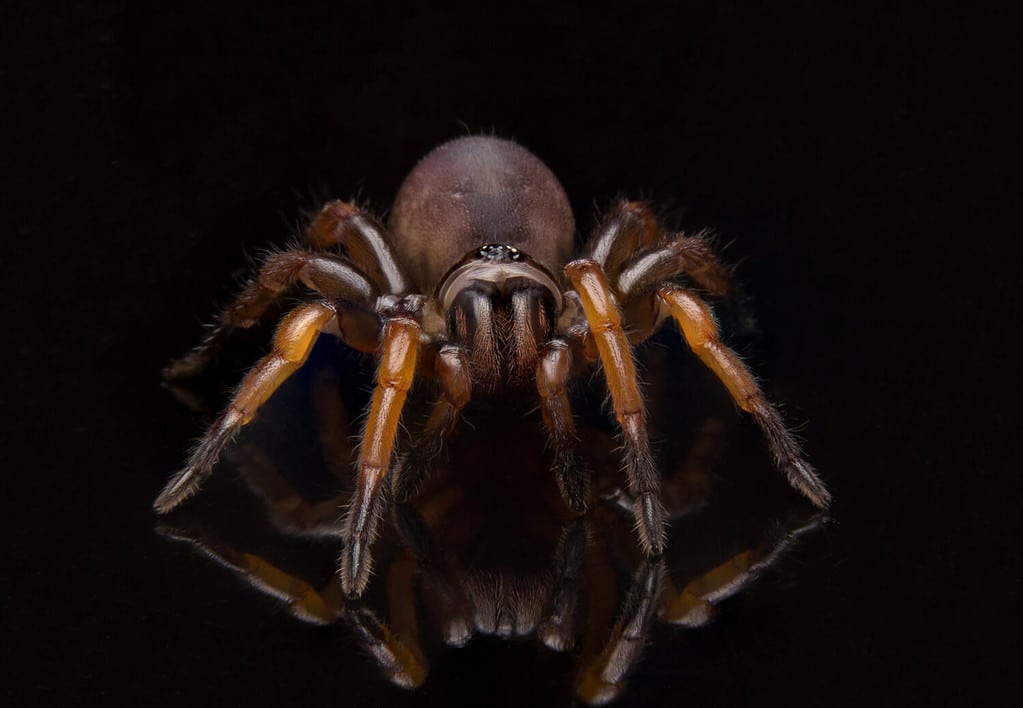 Can spiders hear? - Discover Wildlife