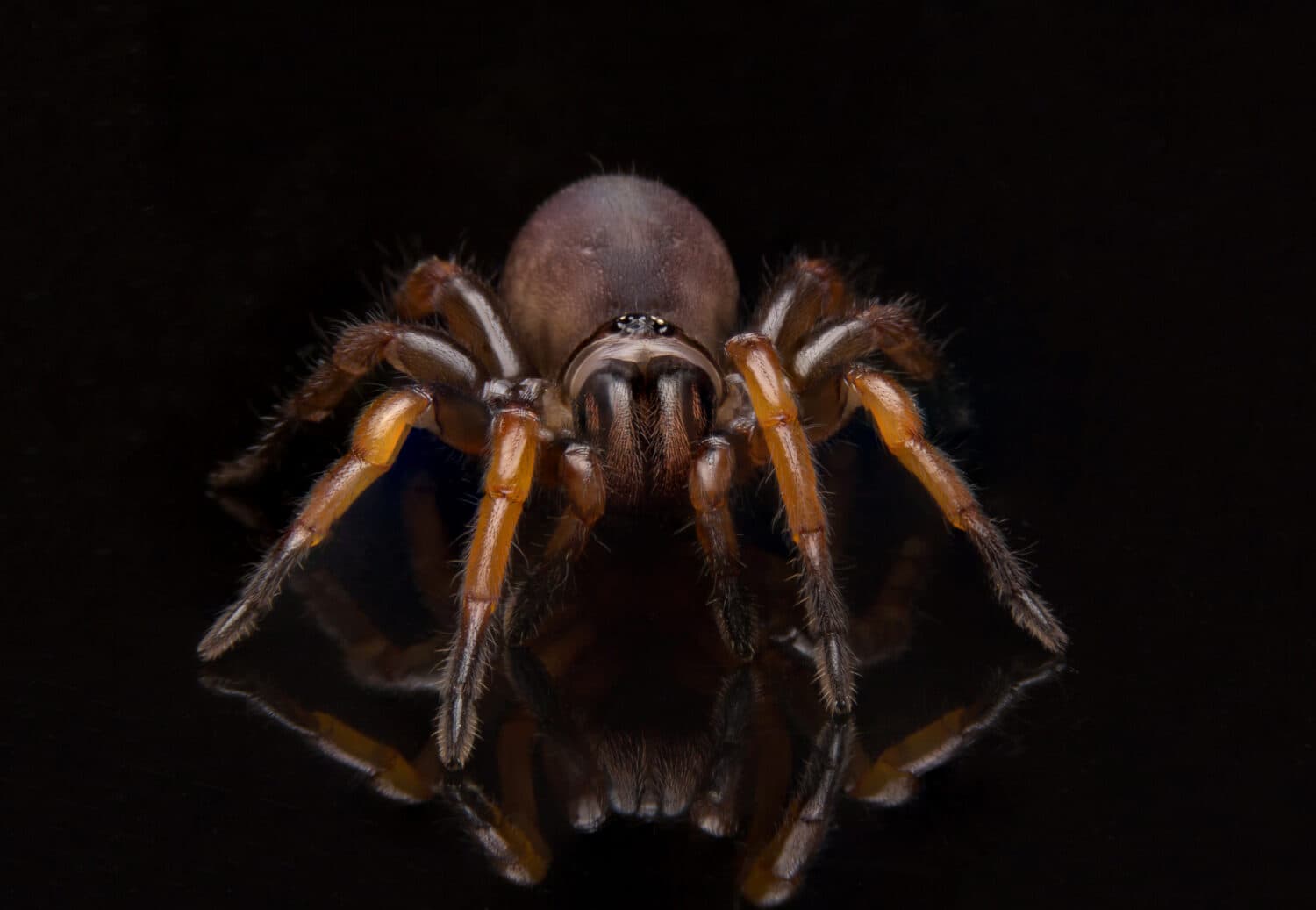 Do Spiders Have Ears and Can They Hear? AZ Animals