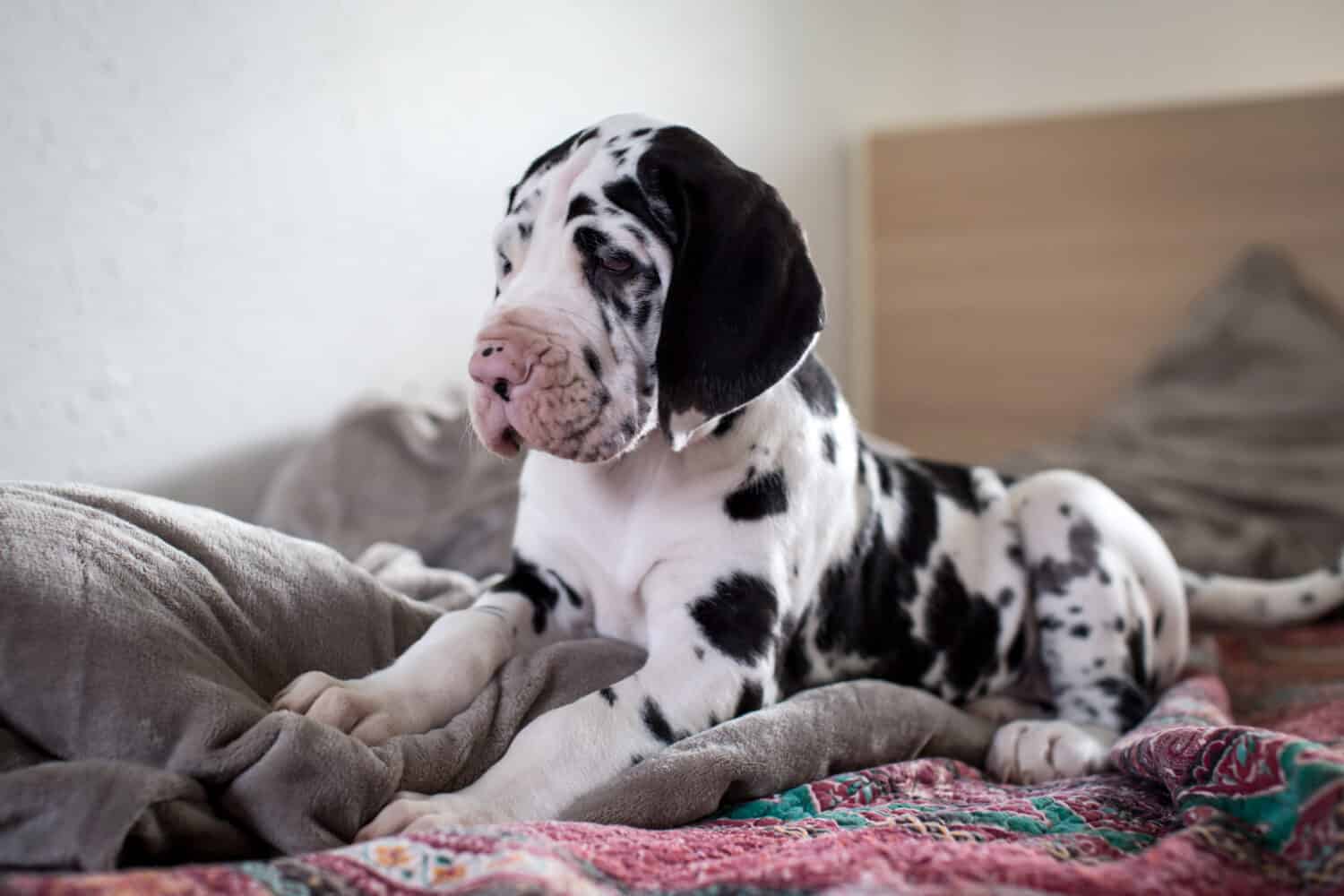 cute puppy of great dane , harlequin dog in the bed