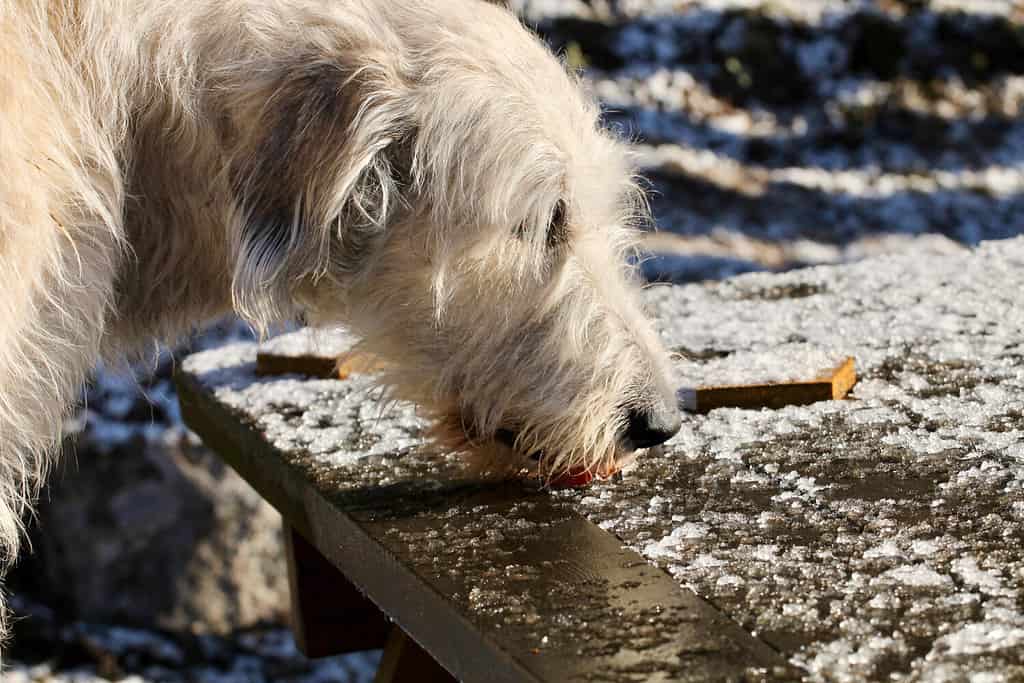 irish wolfhound licking ice of a picnic table