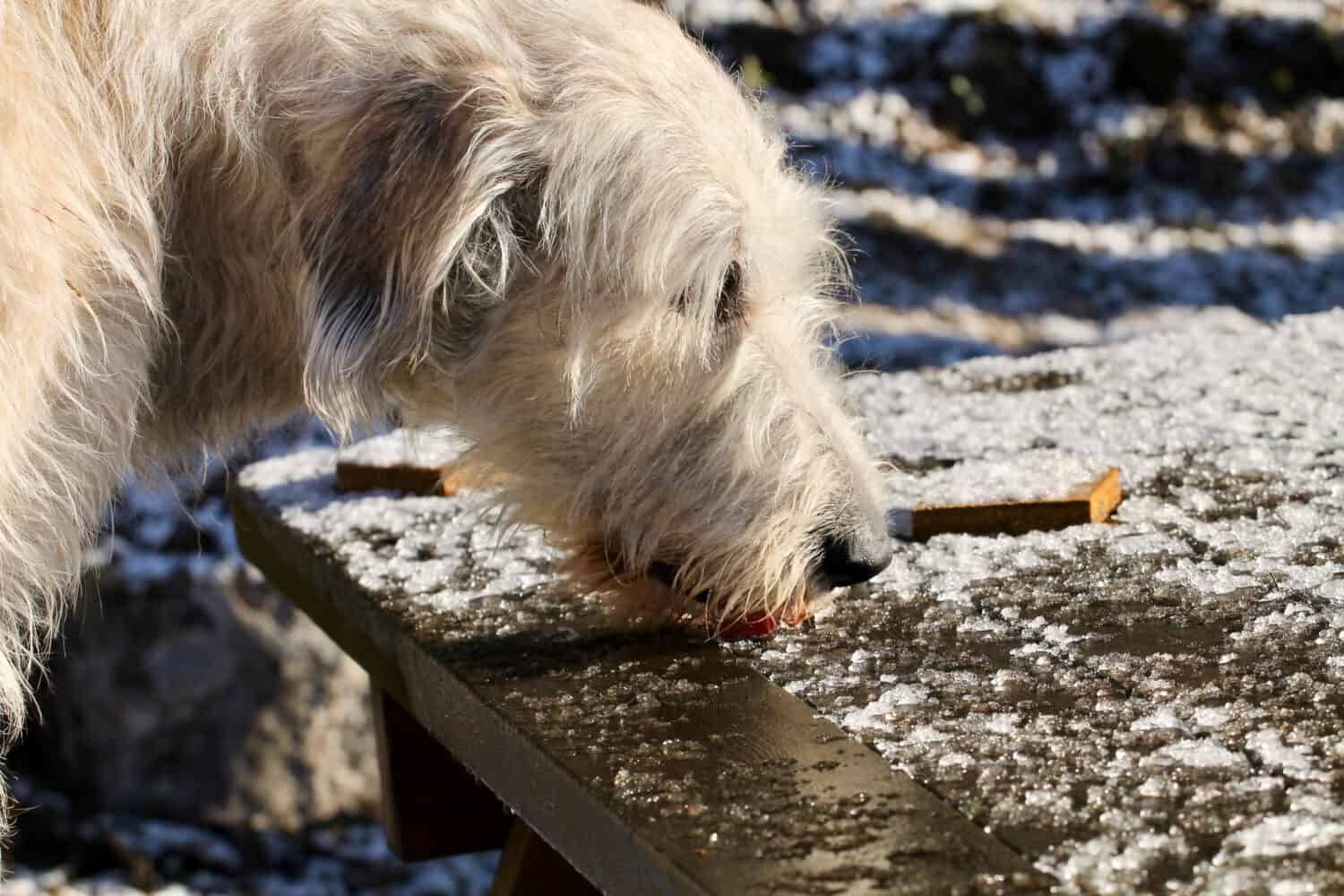 irish wolfhound licking ice of a picnic table