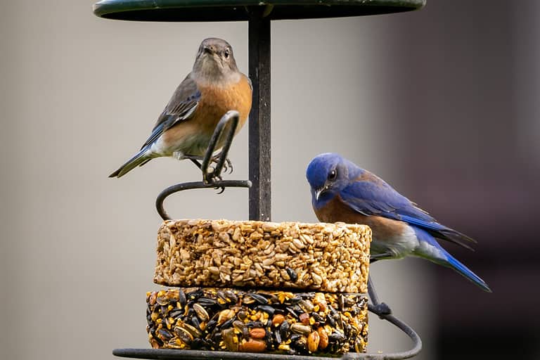 What Do Bluebirds Eat in Winter? 6 Common Foods - A-Z Animals