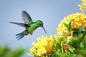 How Exactly Do Hummingbirds Eat and Drink? photo