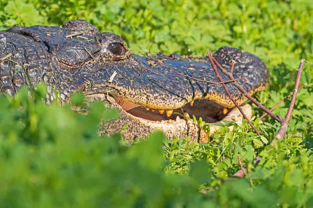 Alligator Peeking Through the Bushes in Brazos Bend State Park in Texas