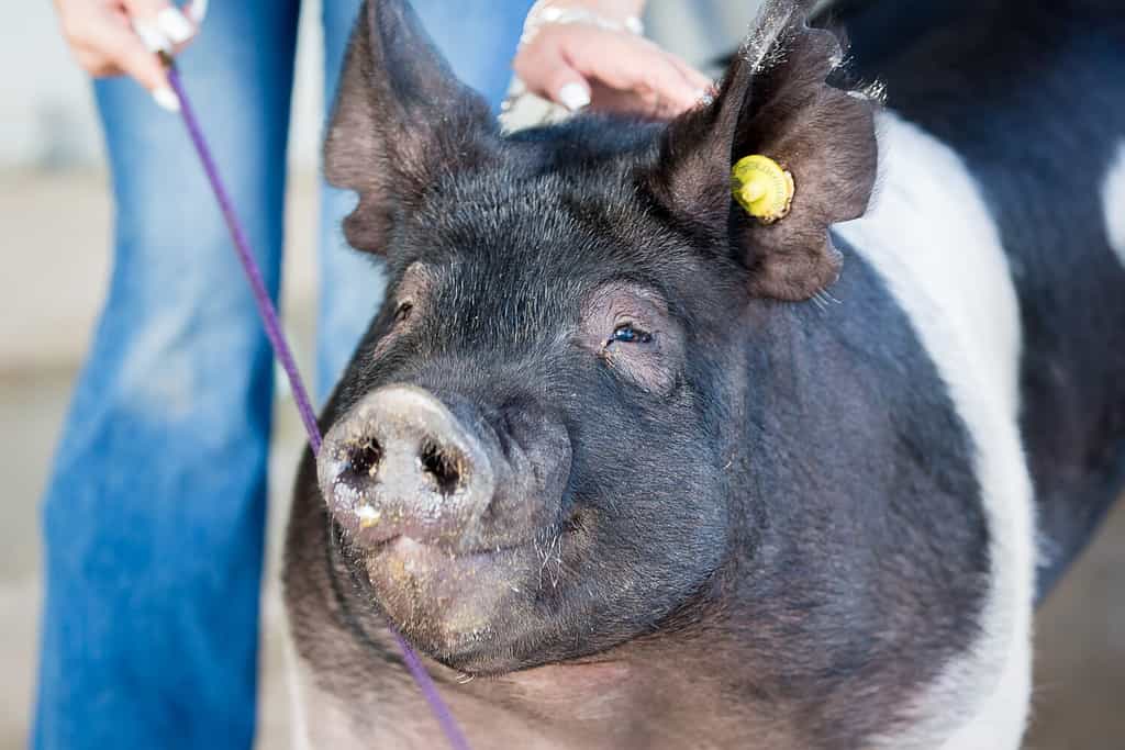 Black and white Show Pig