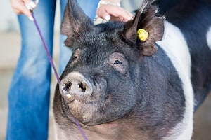 Meet ‘Kevin Bacon’ Pet Pig That Got Loose and No One Can Find Him Picture