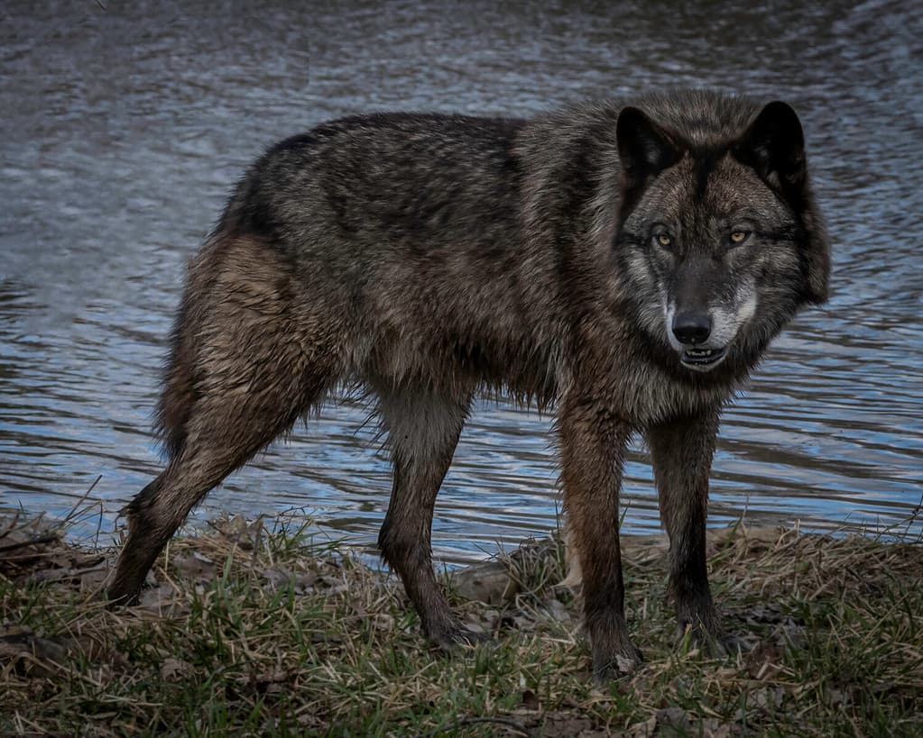 Black wolf photos from springtime in the Midwest